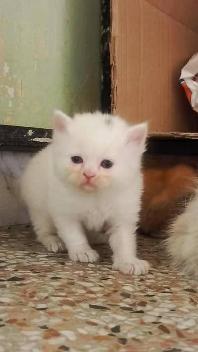 persian kittens