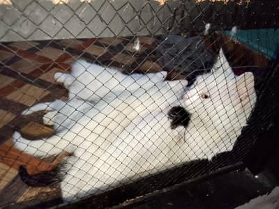 cat and kitten for sale