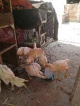 Parrot Break/long tail/ indian