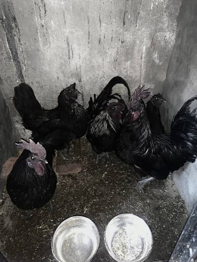 ayam cemani hens grey tongue