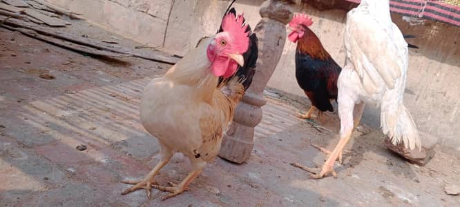 Japanese male exchange possible 0315/7209676