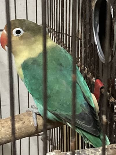 Iove bird breeder female