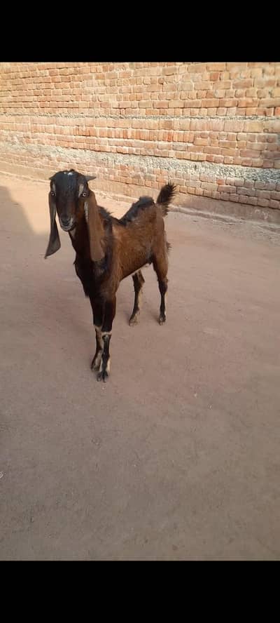 bakra  goat  bakri  sheep  desi bakra tadi bakra