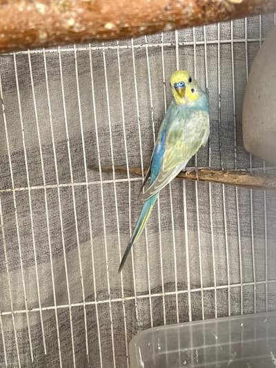 Rainbow male age 5 month on molt