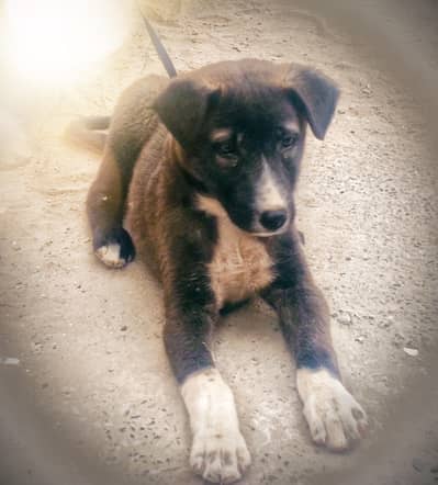 Se be Mexed Bread Puppy