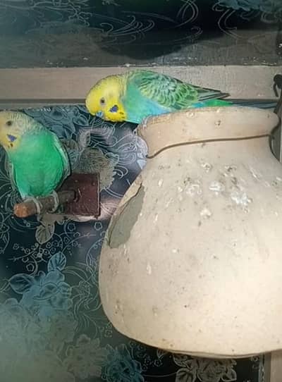 budgie  breeder pair