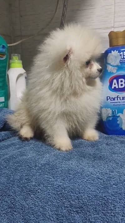 butifull pomeranian puppies dog for sale