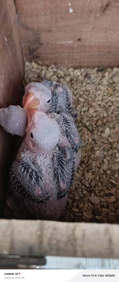 Raw Chicks healthy and active