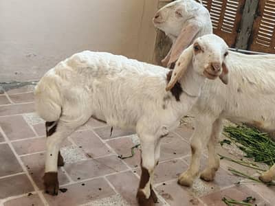 nasli dumba and Bakra for sale