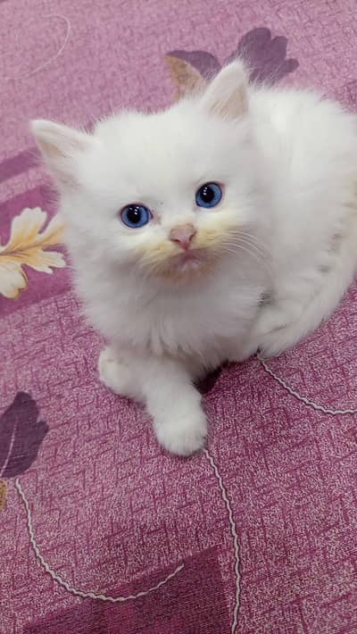 Persian Pure White Kittens