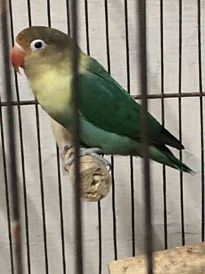 Love bird breeder female