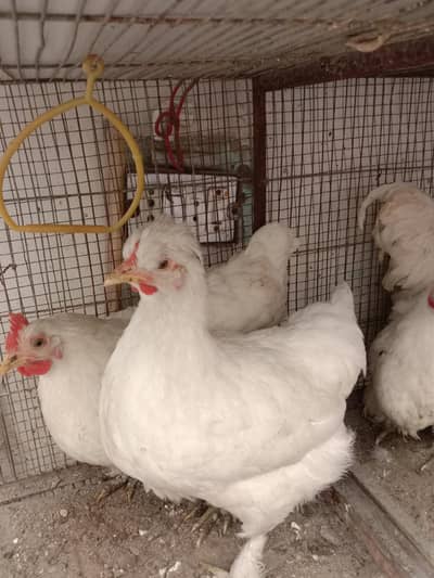 silkie white buff polish hen 3no fancy