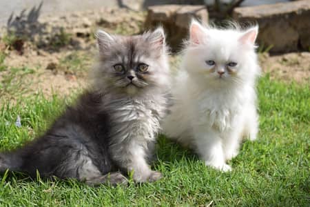 tripple coated persian kitten