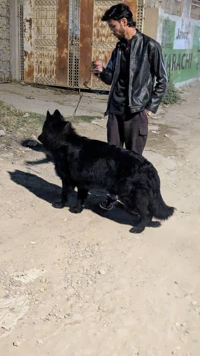 Belgian shepherd pedigree male fully vaccinated triple coat