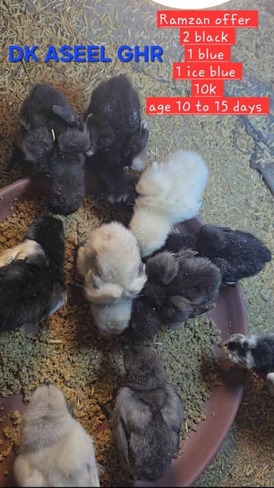 Dragon breed Available