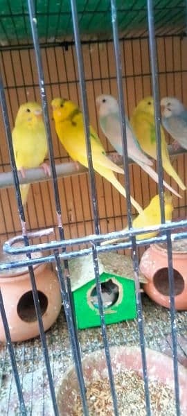 Australian Parrots, beautiful colors