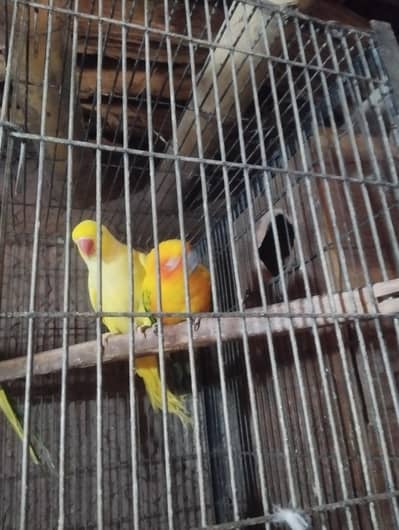 suncore female and yelow katha male