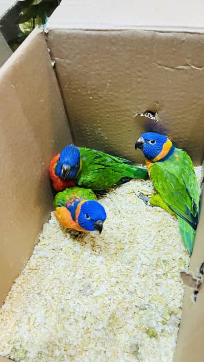 Red collar Lori full covered near to self chick