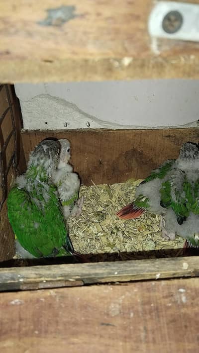 yellow sidid  red fector cnour chiks for sale 4 baby