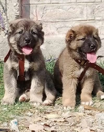 Turkish kangal | Turkish kangal puppies pair | kangal dog | Kangal