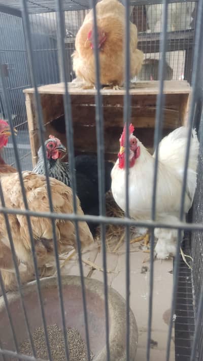 bantum 1 male and 3 hens