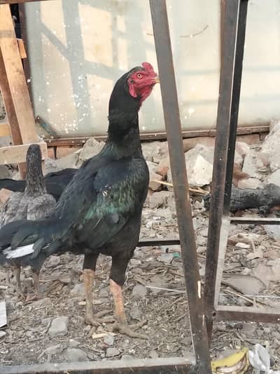 full long hight shom +Pakistan