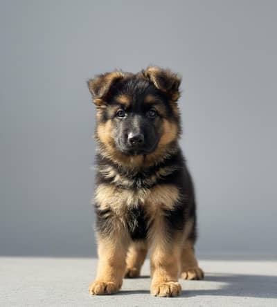GERMAN SHEPHERD MALE PUPPY AVAILABLE HEALTH AND VACCINATED