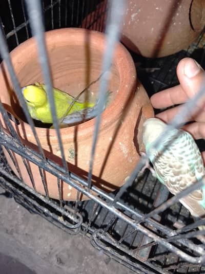 budgie parrot available