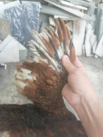 Peela pair for sale 8 month age