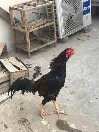 2 female or 1 male pair breeder 12k ke final