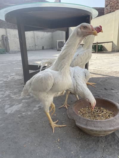 German oh shamu trio