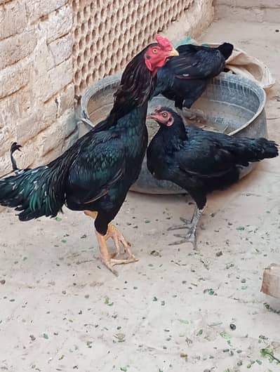 Aseel 2 hens and 1 Aseel coock for sell