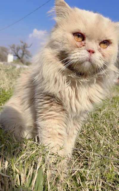 Persian Top Quailty Punch Face