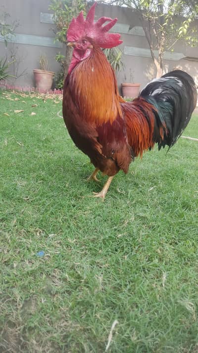 Rooster for sale
