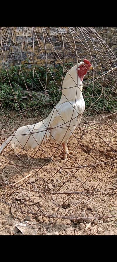 mianwali cross Heera for sale demand 10k munasab uo jy ga