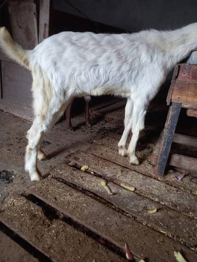Bakra for sale