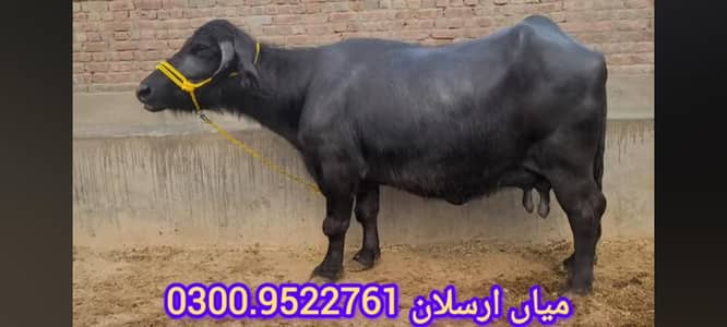 VERY BEAUTIFUL FULL BLACK