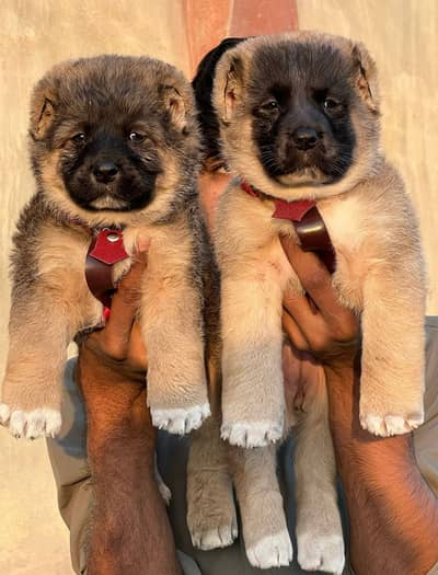Kurdish kangal Pair / security Dog / king kurdish kangal puppies