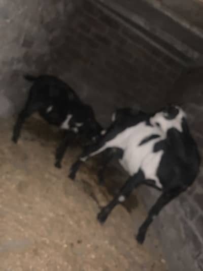 Tedi bakri sath 1 pathi