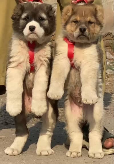 Kurdish kangal Pair / security Dog / king kurdish kangal puppies