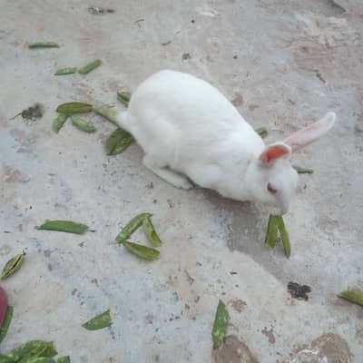 Rabbit  for sale