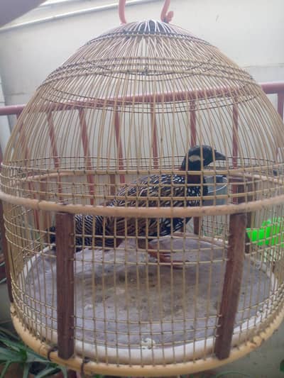 jall birds for sale  and black teeter for sale