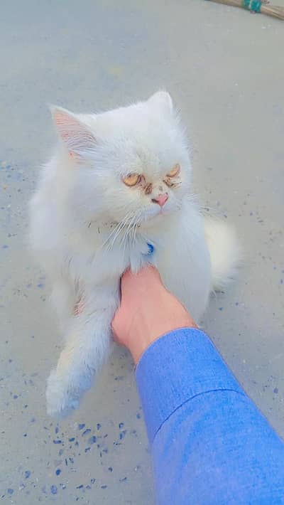 Persion cat  for sale