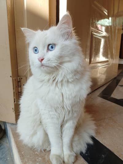 Persian cat for sell