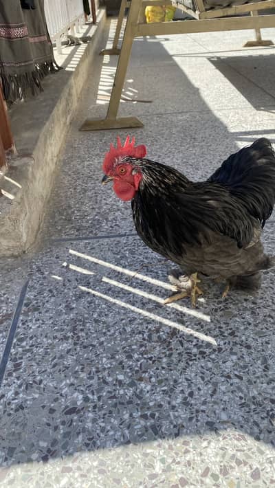 Finches, Buggies australian parrots, cocktail, and bentlum male cock