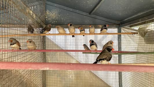 Finches, Buggies australian parrots, cocktail, and bentlum male cock