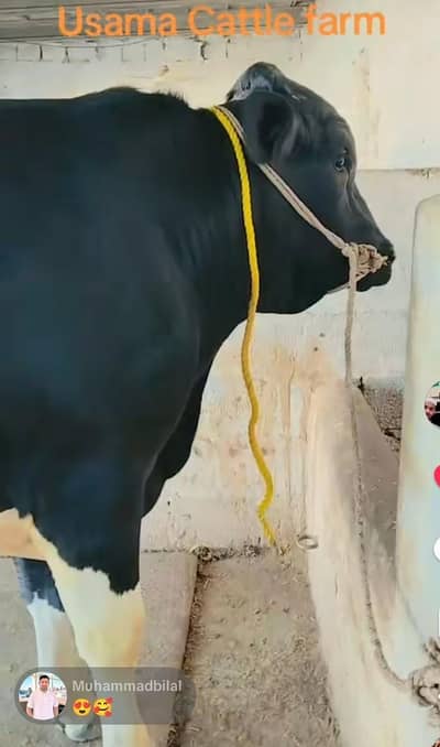 pure HF breader available