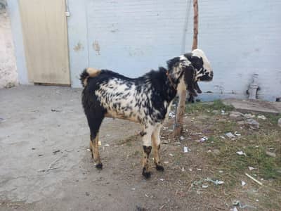 Bakra for Sale