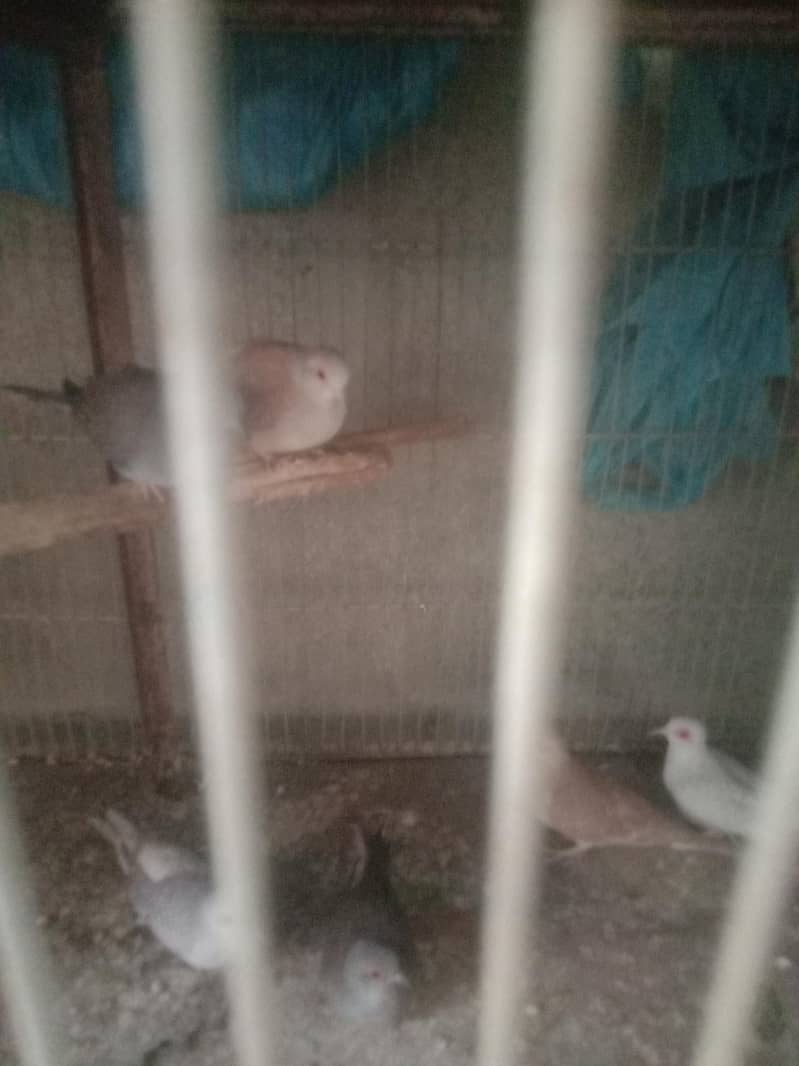 doves breader setup 0