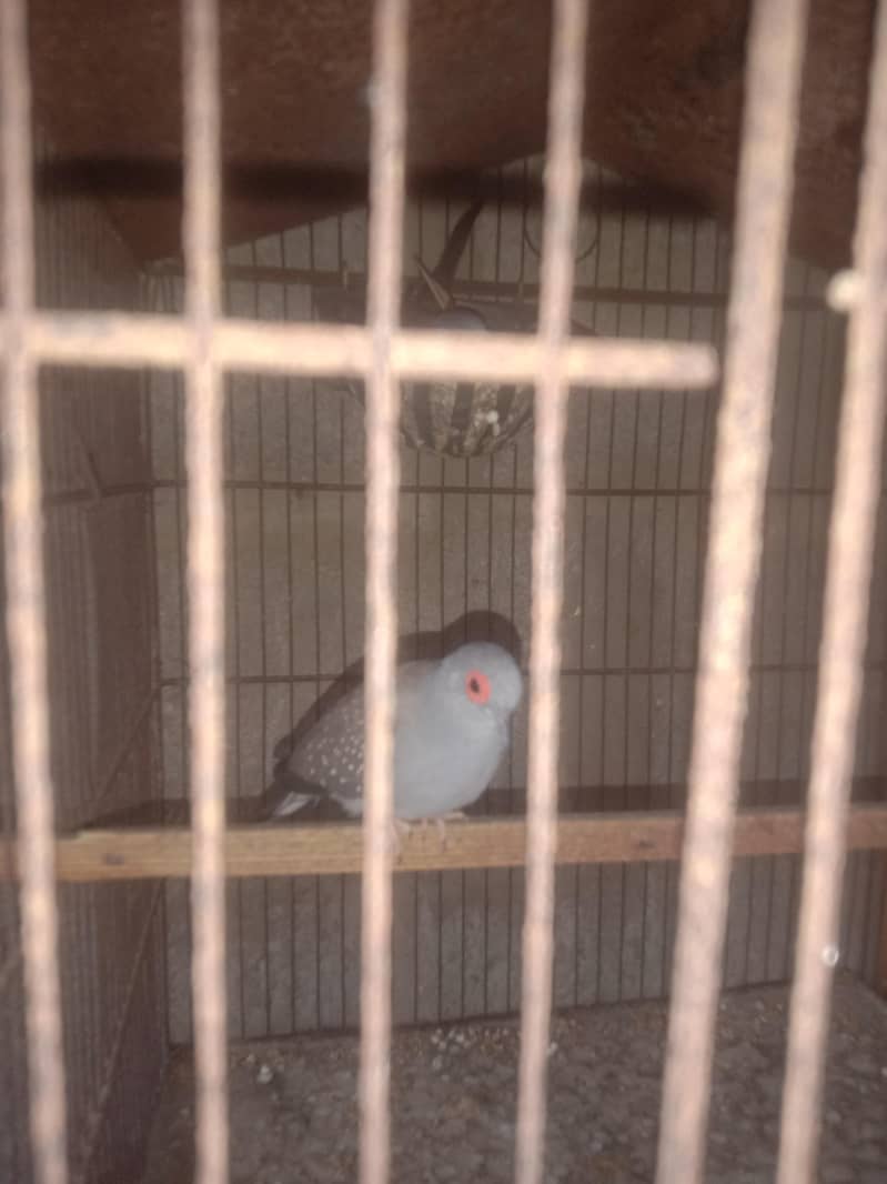 doves breader setup 1